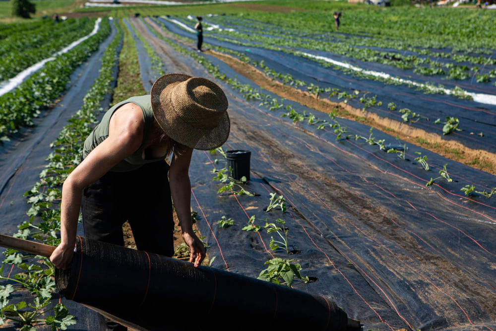 Imagem de capa de La agroindustria y la logística impulsan el empleo